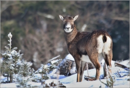 <p>MUFLON (Ovis musimon) Šluknovsko - Harta /Mouflon - Mufflon/</p>